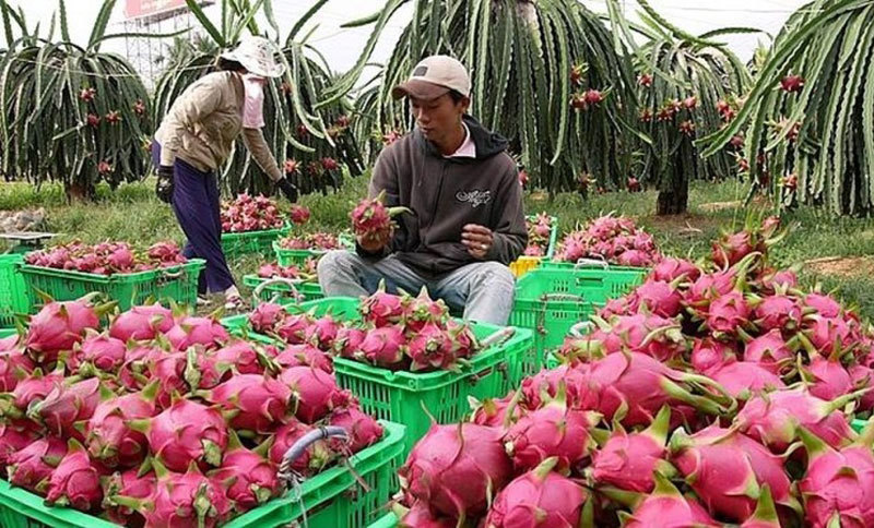 vietnams fruit exports to china decline but surges thailand